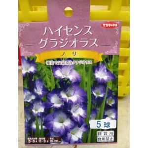 グラジオラス ノリ １袋 球根 ハイセンス サカタのタネ