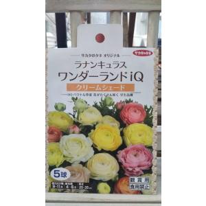 ラナンキュラス クリーム シェード 1袋 球根 サカタのタネ 郵便は ワンダーランドiQ
