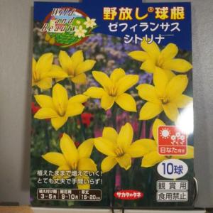 ゆっくり配送 ゼフィランサス シトリナ １袋 球根 サカタのタネ 郵便は送料無料