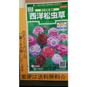 切り花用 種 花の種 の商品一覧 種 種子 花 ガーデニング 通販 Yahoo ショッピング