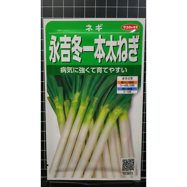 ３袋以上でクーポン割引 永吉 冬 一本 太ねぎ フトネギ 種 郵便は送料無料