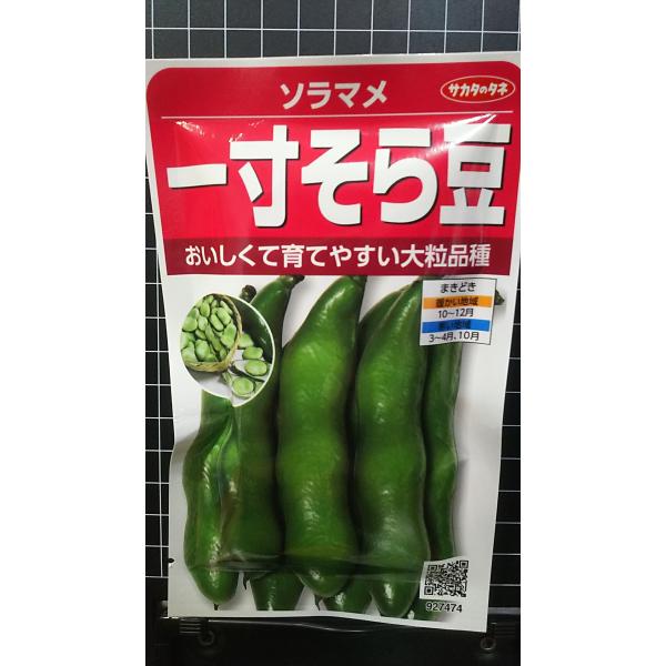 ３袋以上でクーポン割引 一寸 そら豆 １寸 ソラマメ 大粒 種 郵便は送料無料