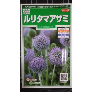 ３袋以上でクーポン割引 ルリタマアザミ 種 郵便は送料無料