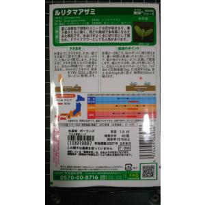 3袋以上でクーポン割引 ルリタマアザミ 種 郵...の詳細画像1