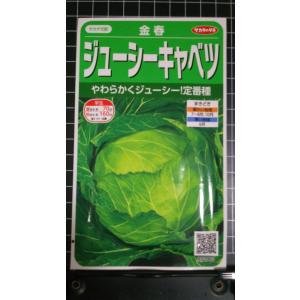 ３袋以上でクーポン割引 ジューシー キャベツ 金春 種 郵便は送料無料