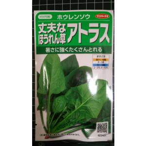 ３袋以上でクーポン割引 アトラス ほうれん草 丈夫 ホウレンソウ 種 郵便は送料無料