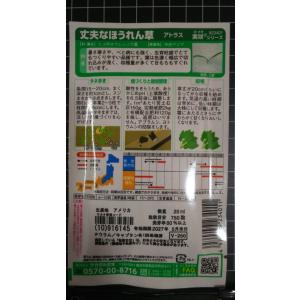3袋以上でクーポン割引 アトラス ほうれん草 ...の詳細画像1