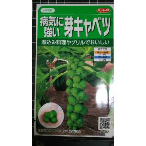 ３袋以上でクーポン割引 芽キャベツ 病気に強い メキャベツ 種 種子 郵便は送料無料