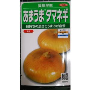 ３袋以上でクーポン割引 貝塚 早生 タマネギ 玉ねぎ 種 郵便は送料無料