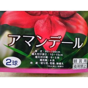 ゆっくり配送 すかしゆり アマンデール 1袋 ...の詳細画像1