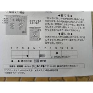 ゆっくり配送 すかしゆり アマンデール 1袋 ...の詳細画像2