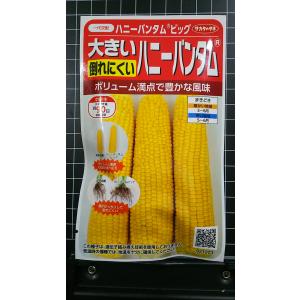 ３袋以上で割引 ハニー バンタム ビッグ 倒れにくい