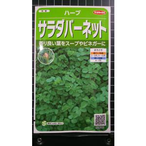 ３袋以上で割引 サラダ バーネット オランダ ワレモコウ
