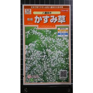 ３袋以上で割引 宿根 八重咲き かすみ草 カスミソウ