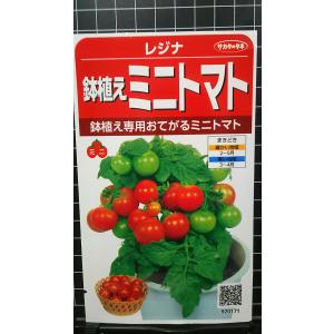 ３袋以上でクーポン割引 鉢植え ミニトマト レジナ ミニ トマト 種 郵便は送料無料