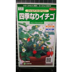 ３袋以上でクーポン割引 ワイルドストロベリー 四季なり イチゴ 種 郵便は送料無料