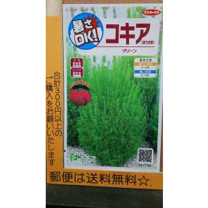 コキア グリーン ほうき草 種 郵便は