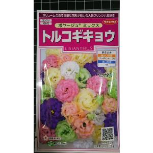 3袋以上でクーポン割引 千鳥草 チドリソウ 種 郵便は送料無料 : きの