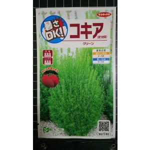 ３袋以上でクーポン割引 コキア ほうき草 ホウキグサ 種 郵便は送料無料