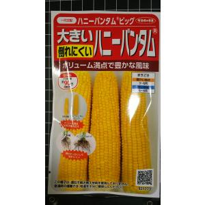 ３袋以上でクーポン割引 ハニー バンタム ビッグ 倒れにくい コーン トウモロコシ 種 郵便は送料無料