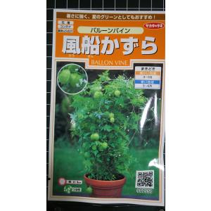 ３袋以上でクーポン割引 風船かずら バルーン パイン ふうせんかずら 種 郵便は送料無料