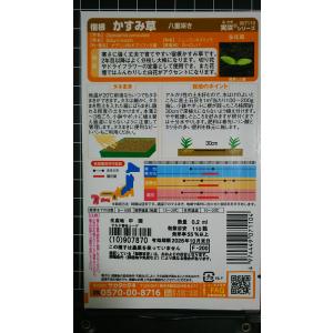 3袋以上でクーポン割引 宿根 八重咲き かすみ...の詳細画像1