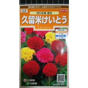３袋以上でクーポン割引 久留米 けいとう 混合 種 郵便は送料無料