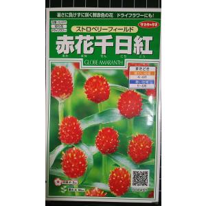 ３袋以上でクーポン割引 赤花 千日紅 ストロベリーフィールド センニチコウ 種 郵便は送料無料
