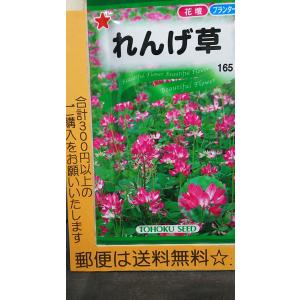 れんげ 草 紫雲英 種 郵便は送料無料