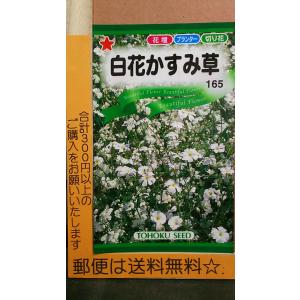白花かすみ草 花の種 の商品一覧 種 種子 花 ガーデニング 通販 Yahoo ショッピング