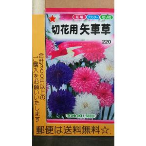 矢車草 種の商品一覧 通販 Yahoo ショッピング