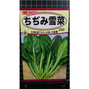 ３袋以上で割引 ちぢみ 雪菜 種 郵便は