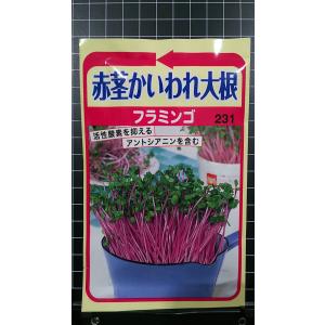 ３袋以上でクーポン割引 赤茎 かいわれ 大根 フラミンゴ カイワレダイコン 種 郵便は送料無料