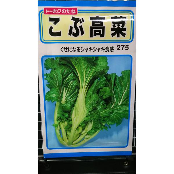 ３袋以上でクーポン割引 こぶ 高菜 たかな 種 郵便は送料無料