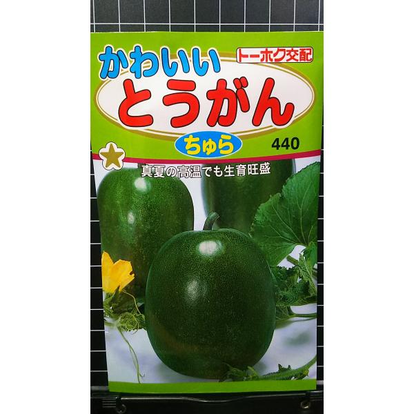 ３袋以上でクーポン割引 かわいい とうがん ちゅら 冬瓜 種 郵便は送料無料