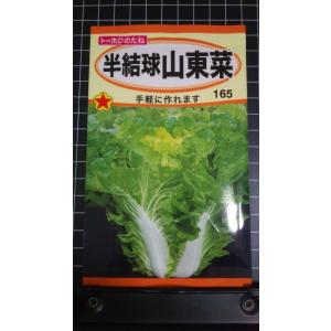 ３袋以上でクーポン割引 半結球 山東菜 サントウサイ 種 郵便は送料無料