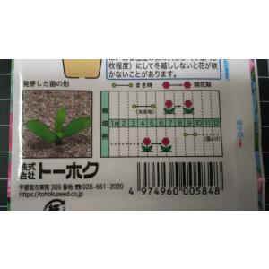 3袋以上でクーポン割引 カーネーション 種 郵...の詳細画像2