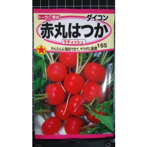 ３袋以上でクーポン割引 赤丸はつか ラディッシュ ２０日 大根 種 郵便は送料無料