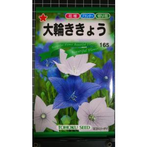 ３袋以上でクーポン割引 大輪 ききょう 桔梗 種 郵便は送料無料