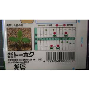 3袋以上でクーポン割引 大輪 ききょう 桔梗 ...の詳細画像2