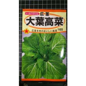 ３袋以上でクーポン割引 大葉 高菜 広茎 たか菜 タカナ たかな 種 郵便 は送料無料