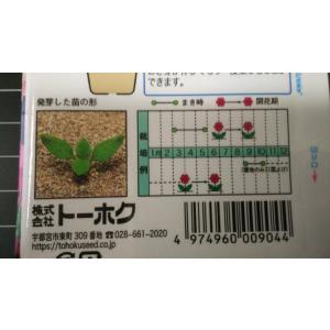 3袋以上でクーポン割引 切花用 バーベナ 種 ...の詳細画像2