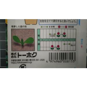 3袋以上でクーポン割引 紅花 ベニバナ 種 郵...の詳細画像2