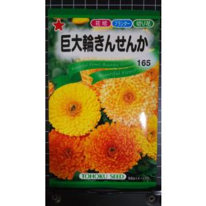3袋以上でクーポン割引 巨大輪 きんせんか 金盞...の商品画像