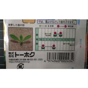 3袋以上でクーポン割引 巨大輪 きんせんか 金...の詳細画像2