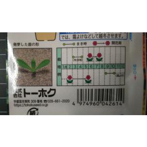 3袋以上でクーポン割引 かわいい きんせんか ...の詳細画像2