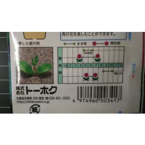 3袋以上でクーポン割引 ルピナス 混合 種 郵...の詳細画像2