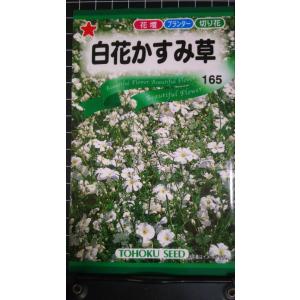 ３袋以上でクーポン割引 白花 かすみ草 カスミソウ 種 郵便は送料無料