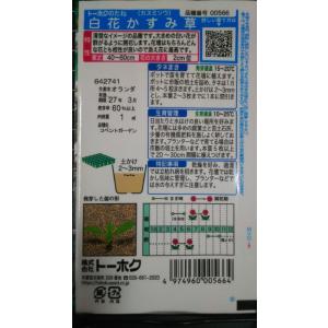 3袋以上でクーポン割引 白花 かすみ草 カスミ...の詳細画像1