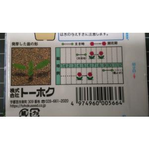 3袋以上でクーポン割引 白花 かすみ草 カスミ...の詳細画像2